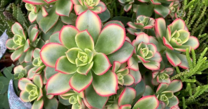 Aeonium