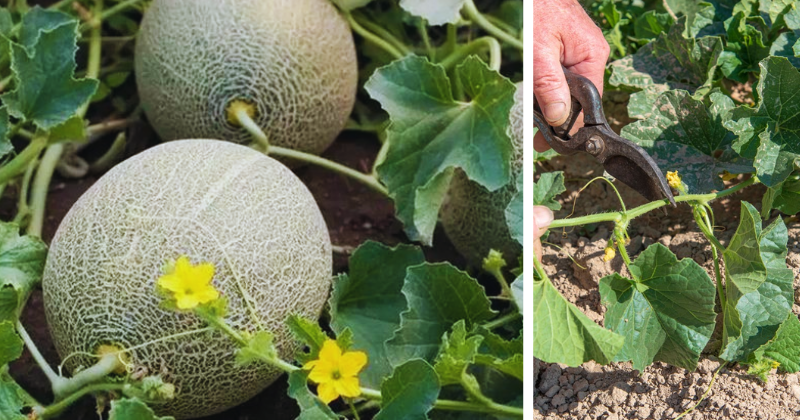 taille des melons