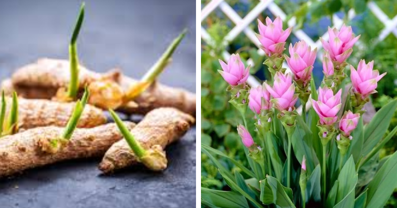curcuma