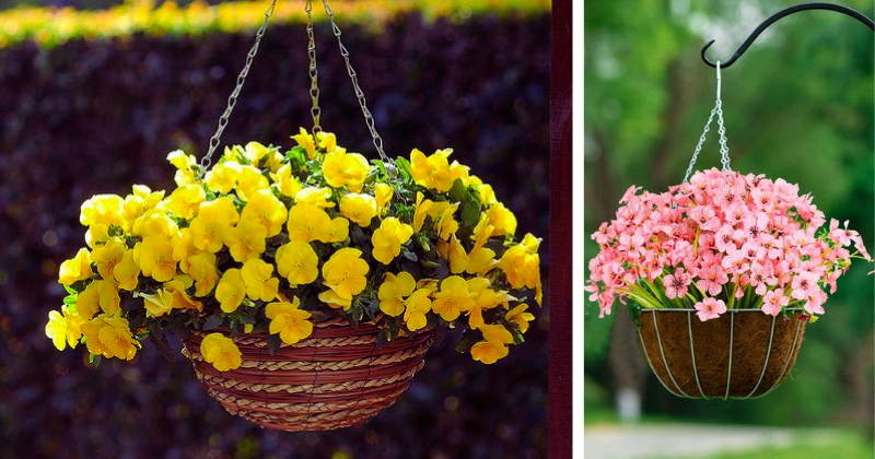 suspensions plantes