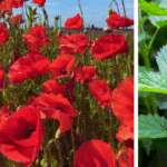 Plantes Bioindicatrices