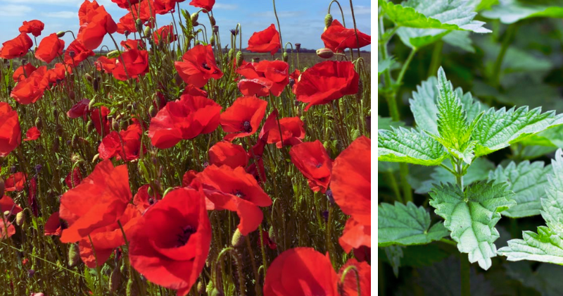 Plantes Bioindicatrices