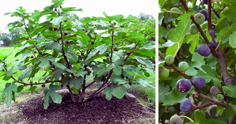 figues