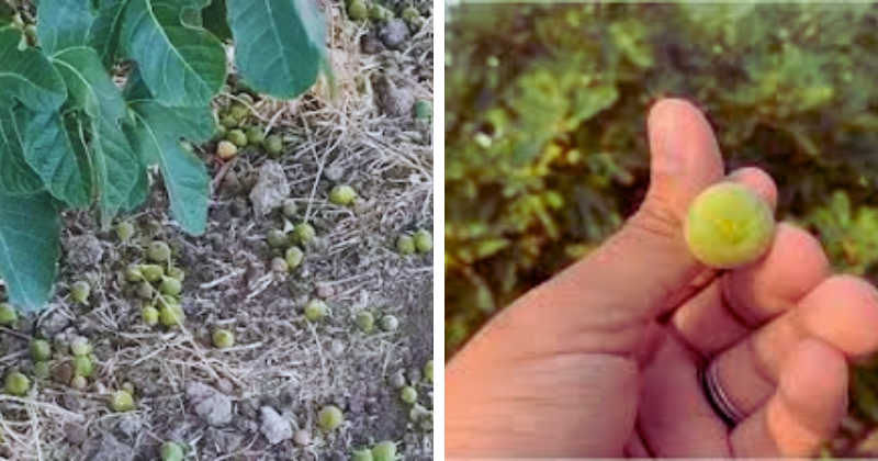 figues