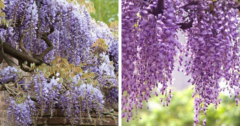 Glycine