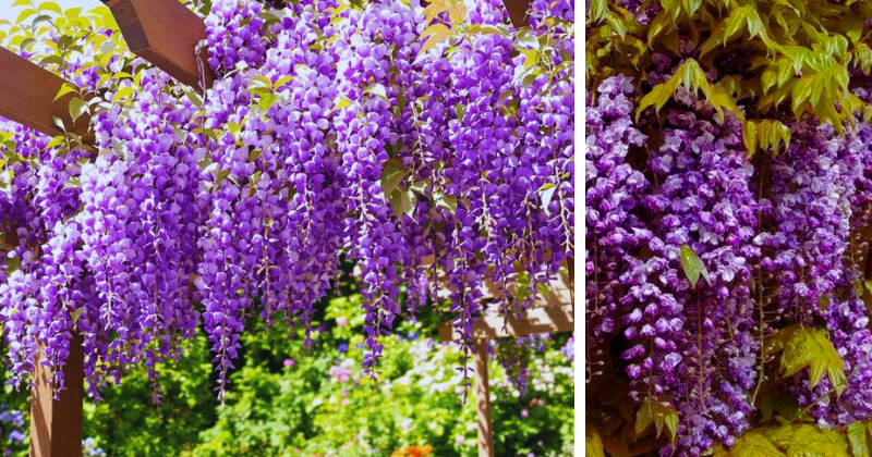Glycine