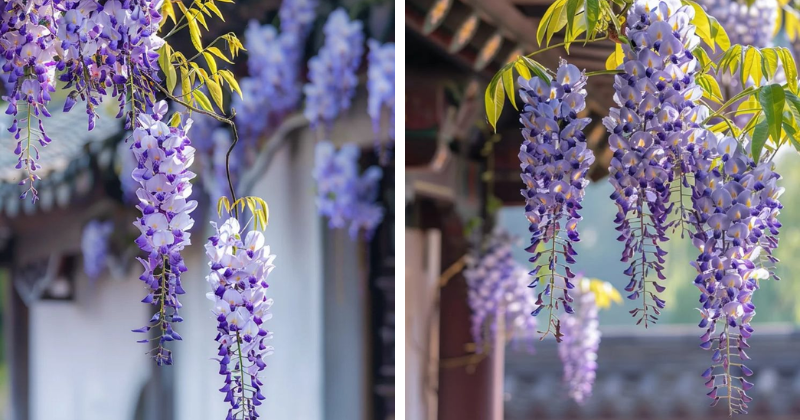 Glycine