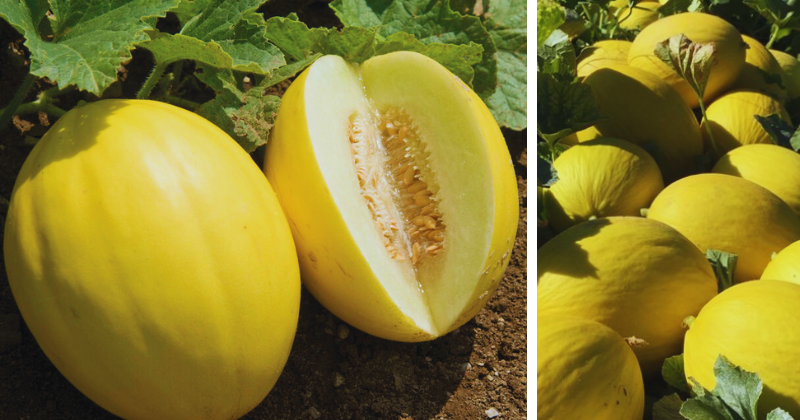 cultiver le melon
