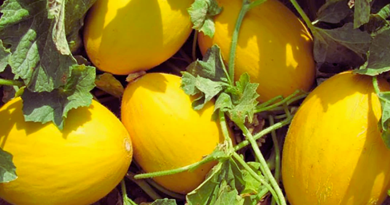 cultiver le melon
