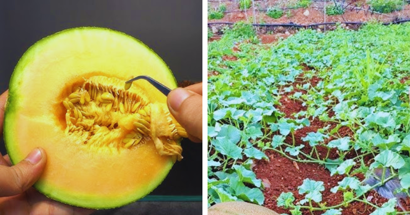 cultiver le melon