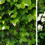 plantes toxiques
