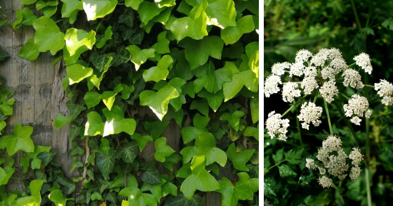 plantes toxiques