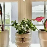 Caladium Entretien