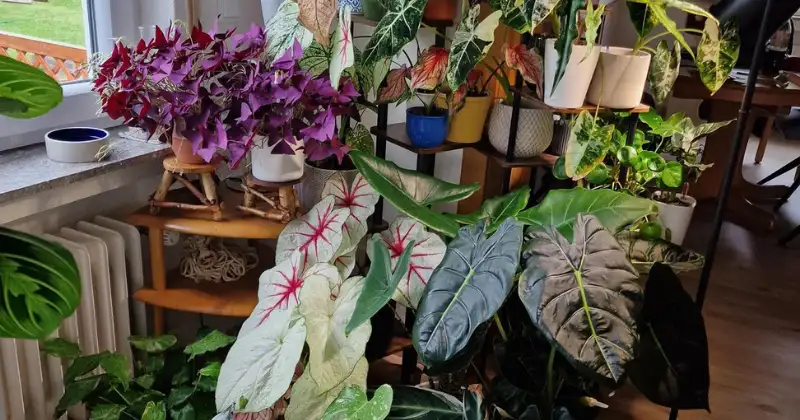 Caladium Entretien