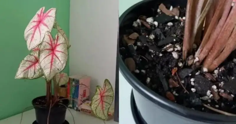 Caladium Entretien