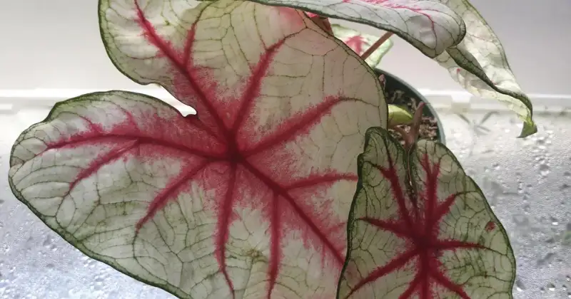Caladium Entretien