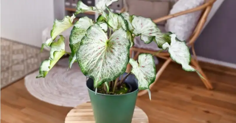 Caladium Entretien