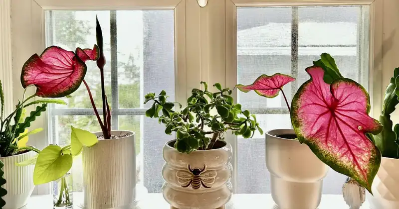 Caladium Entretien