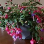 Fuchsia