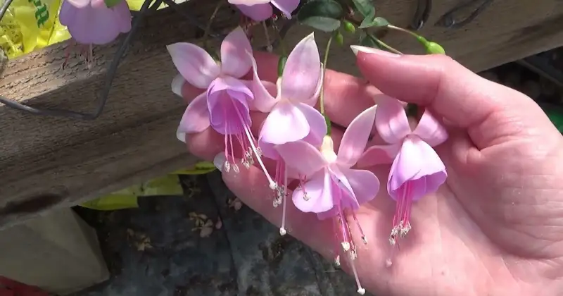 Fuchsia