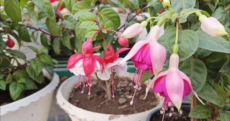 Fuchsia