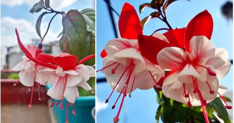 Fuchsia