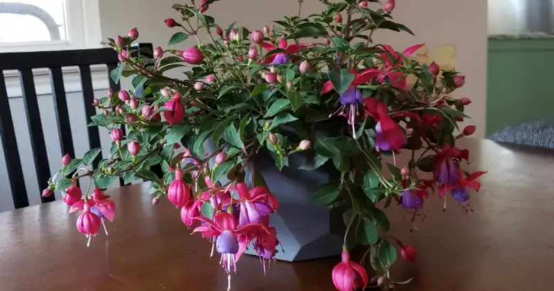 Fuchsia
