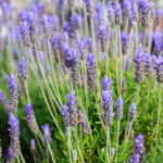Planter la lavande en pot