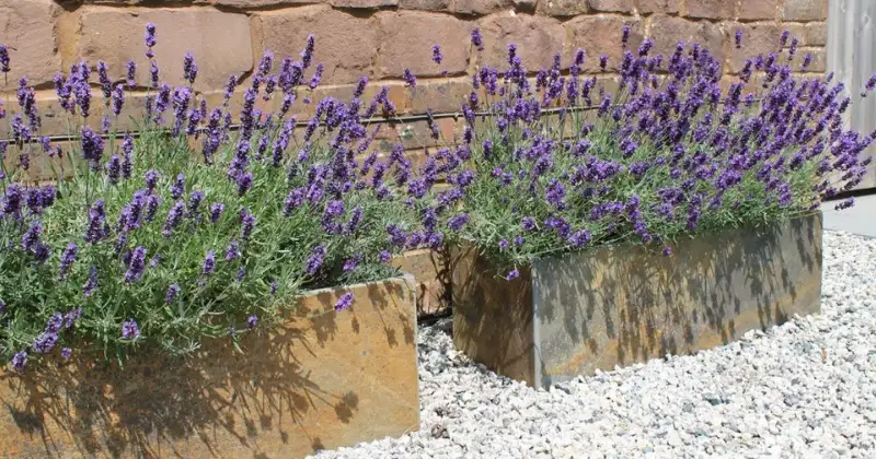 Planter la lavande en pot