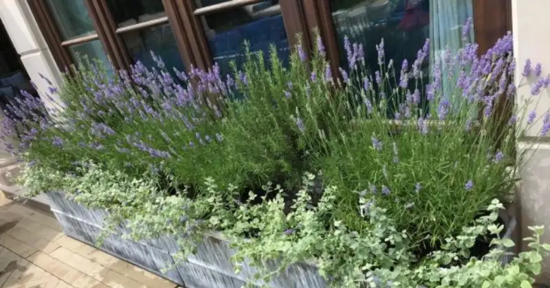 Planter la lavande en pot