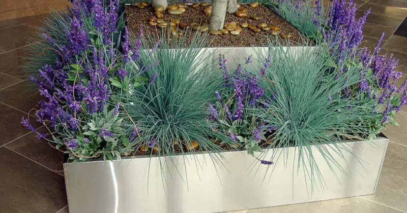 Planter la lavande en pot