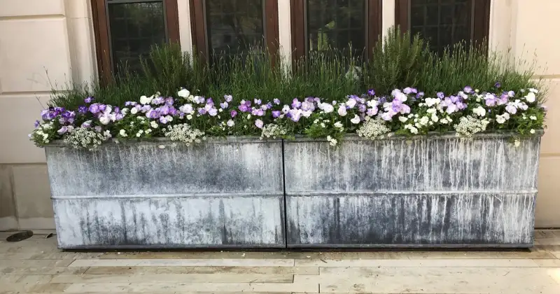 Planter la lavande en pot
