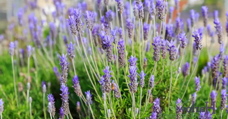 Planter la lavande en pot
